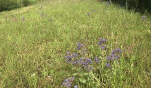 Wildflower Meadow, Open Space Management