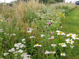 Bee Friendly Wildflower