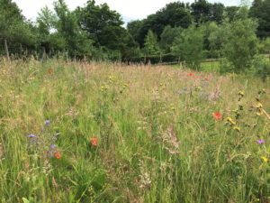 New wildflower area on Meadfleet development