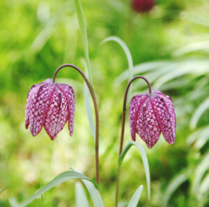 Snakes-head flowers