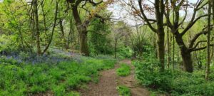 Parkinson's Park Woodland