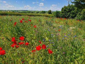 sustainable-management-header-image