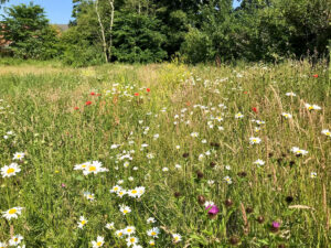 bee friendly meadow