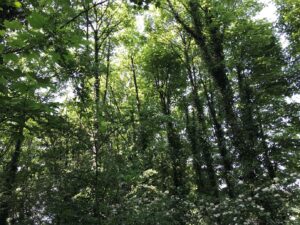 Managed woodland