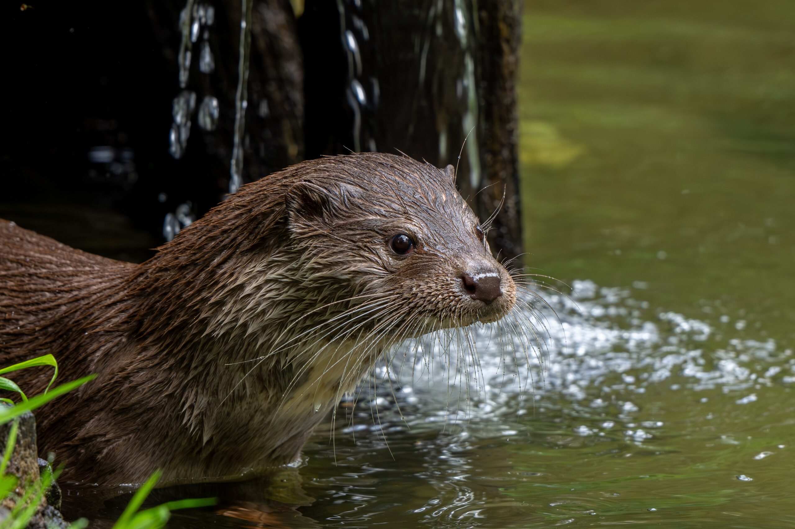 Otter